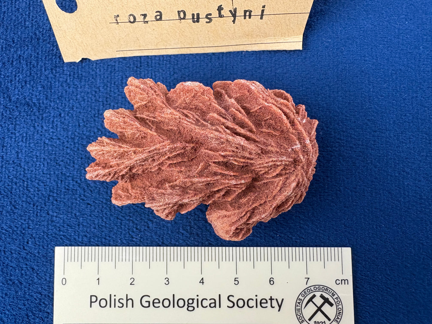 Róża Pustyni
