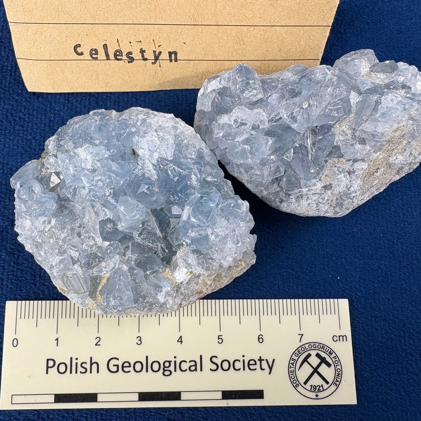 Celestyn
